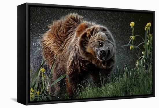 Brown-Bear, Ursus Arctos, Fur, Wet, Shakes-Ronald Wittek-Framed Stretched Canvas