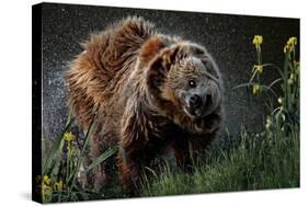 Brown-Bear, Ursus Arctos, Fur, Wet, Shakes-Ronald Wittek-Stretched Canvas