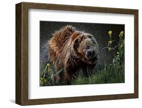 Brown-Bear, Ursus Arctos, Fur, Wet, Shakes-Ronald Wittek-Framed Photographic Print