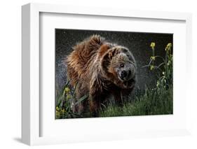 Brown-Bear, Ursus Arctos, Fur, Wet, Shakes-Ronald Wittek-Framed Photographic Print