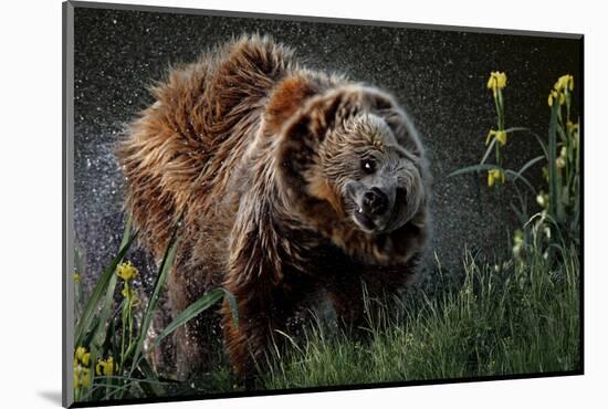 Brown-Bear, Ursus Arctos, Fur, Wet, Shakes-Ronald Wittek-Mounted Photographic Print