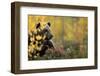 Brown bear (Ursus arctos) in autumnal forest, Finland, September-Danny Green-Framed Photographic Print