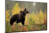 Brown bear (Ursus arctos) in autumnal forest, Finland, September-Danny Green-Mounted Photographic Print