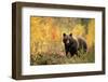 Brown bear (Ursus arctos) in autumnal forest, Finland, September-Danny Green-Framed Photographic Print