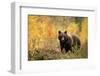 Brown bear (Ursus arctos) in autumnal forest, Finland, September-Danny Green-Framed Photographic Print