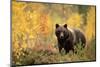 Brown bear (Ursus arctos) in autumnal forest, Finland, September-Danny Green-Mounted Photographic Print