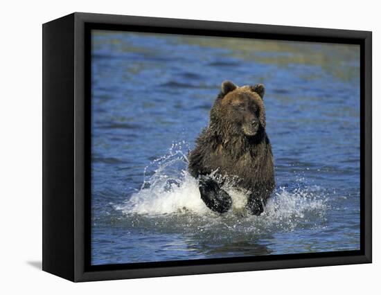 Brown Bear, (Ursus Arctos), Lake Clark National Park, Alaska, USA-Thorsten Milse-Framed Stretched Canvas