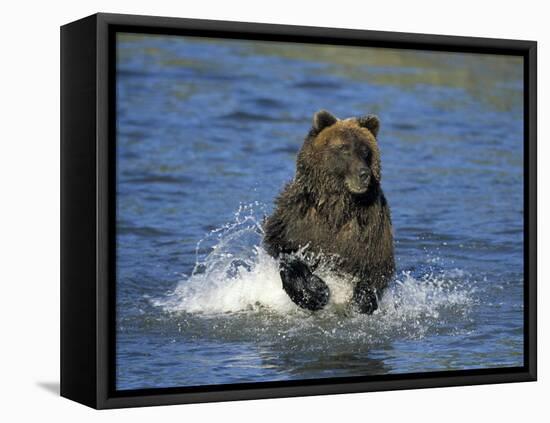 Brown Bear, (Ursus Arctos), Lake Clark National Park, Alaska, USA-Thorsten Milse-Framed Stretched Canvas