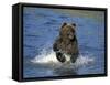 Brown Bear, (Ursus Arctos), Lake Clark National Park, Alaska, USA-Thorsten Milse-Framed Stretched Canvas