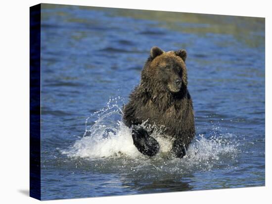 Brown Bear, (Ursus Arctos), Lake Clark National Park, Alaska, USA-Thorsten Milse-Stretched Canvas