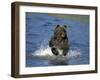 Brown Bear, (Ursus Arctos), Lake Clark National Park, Alaska, USA-Thorsten Milse-Framed Photographic Print