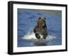 Brown Bear, (Ursus Arctos), Lake Clark National Park, Alaska, USA-Thorsten Milse-Framed Photographic Print