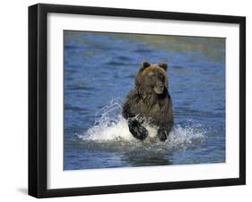 Brown Bear, (Ursus Arctos), Lake Clark National Park, Alaska, USA-Thorsten Milse-Framed Photographic Print