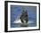 Brown Bear, (Ursus Arctos), Lake Clark National Park, Alaska, USA-Thorsten Milse-Framed Photographic Print