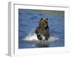 Brown Bear, (Ursus Arctos), Lake Clark National Park, Alaska, USA-Thorsten Milse-Framed Photographic Print