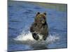 Brown Bear, (Ursus Arctos), Lake Clark National Park, Alaska, USA-Thorsten Milse-Mounted Photographic Print
