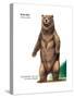 Brown Bear (Ursus Arctos), Mammals-Encyclopaedia Britannica-Stretched Canvas