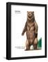 Brown Bear (Ursus Arctos), Mammals-Encyclopaedia Britannica-Framed Poster