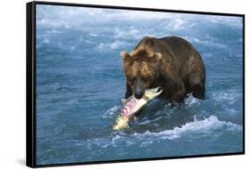 Brown Bear (Ursus Arctos Middendorfii)-Lynn M^ Stone-Framed Stretched Canvas