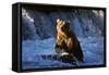 Brown Bear (Ursus Arctos Middendorfii)-Lynn M^ Stone-Framed Stretched Canvas