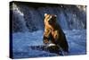 Brown Bear (Ursus Arctos Middendorfii)-Lynn M^ Stone-Stretched Canvas