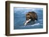 Brown Bear (Ursus Arctos Middendorfii)-Lynn M^ Stone-Framed Photographic Print