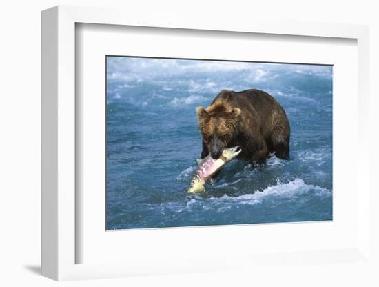 Brown Bear (Ursus Arctos Middendorfii)-Lynn M^ Stone-Framed Photographic Print