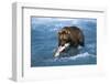 Brown Bear (Ursus Arctos Middendorfii)-Lynn M^ Stone-Framed Photographic Print