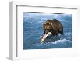 Brown Bear (Ursus Arctos Middendorfii)-Lynn M^ Stone-Framed Photographic Print