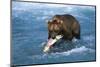 Brown Bear (Ursus Arctos Middendorfii)-Lynn M^ Stone-Mounted Photographic Print