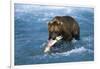 Brown Bear (Ursus Arctos Middendorfii)-Lynn M^ Stone-Framed Photographic Print