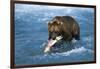 Brown Bear (Ursus Arctos Middendorfii)-Lynn M^ Stone-Framed Photographic Print