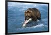 Brown Bear (Ursus Arctos Middendorfii)-Lynn M^ Stone-Framed Photographic Print