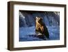 Brown Bear (Ursus Arctos Middendorfii)-Lynn M^ Stone-Framed Photographic Print