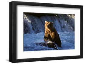 Brown Bear (Ursus Arctos Middendorfii)-Lynn M^ Stone-Framed Photographic Print