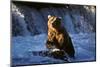 Brown Bear (Ursus Arctos Middendorfii)-Lynn M^ Stone-Mounted Photographic Print