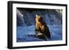 Brown Bear (Ursus Arctos Middendorfii)-Lynn M^ Stone-Framed Photographic Print