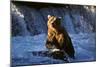 Brown Bear (Ursus Arctos Middendorfii)-Lynn M^ Stone-Mounted Photographic Print