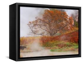 Brown Bear, Valley of the Geysers, Kronotsky Zapovednik Reserve, Kamchatka, Russia-Igor Shpilenok-Framed Stretched Canvas