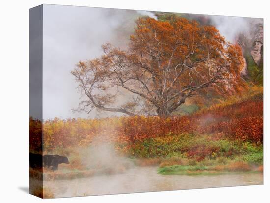 Brown Bear, Valley of the Geysers, Kronotsky Zapovednik Reserve, Kamchatka, Russia-Igor Shpilenok-Stretched Canvas