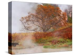 Brown Bear, Valley of the Geysers, Kronotsky Zapovednik Reserve, Kamchatka, Russia-Igor Shpilenok-Stretched Canvas