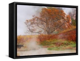 Brown Bear, Valley of the Geysers, Kronotsky Zapovednik Reserve, Kamchatka, Russia-Igor Shpilenok-Framed Stretched Canvas