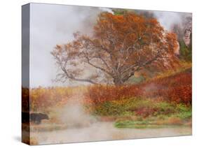 Brown Bear, Valley of the Geysers, Kronotsky Zapovednik Reserve, Kamchatka, Russia-Igor Shpilenok-Stretched Canvas