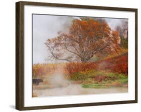 Brown Bear, Valley of the Geysers, Kronotsky Zapovednik Reserve, Kamchatka, Russia-Igor Shpilenok-Framed Photographic Print