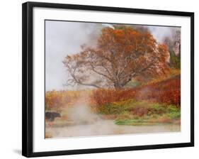 Brown Bear, Valley of the Geysers, Kronotsky Zapovednik Reserve, Kamchatka, Russia-Igor Shpilenok-Framed Photographic Print