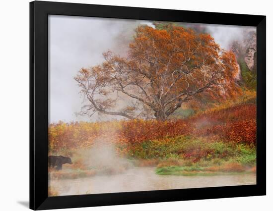 Brown Bear, Valley of the Geysers, Kronotsky Zapovednik Reserve, Kamchatka, Russia-Igor Shpilenok-Framed Photographic Print