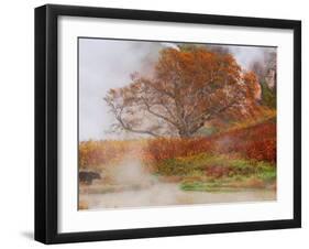 Brown Bear, Valley of the Geysers, Kronotsky Zapovednik Reserve, Kamchatka, Russia-Igor Shpilenok-Framed Photographic Print