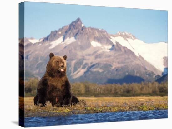 Brown Bear with Salmon Catch, Katmai National Park, Alaskan Peninsula, USA-Steve Kazlowski-Stretched Canvas