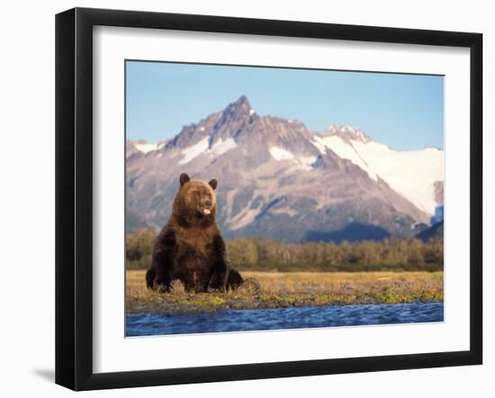 Brown Bear with Salmon Catch, Katmai National Park, Alaskan Peninsula, USA-Steve Kazlowski-Framed Premium Photographic Print