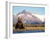 Brown Bear with Salmon Catch, Katmai National Park, Alaskan Peninsula, USA-Steve Kazlowski-Framed Premium Photographic Print